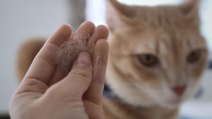 Prevent hairballs in cats